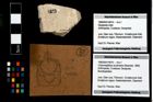 Foto (Objekt + Etikett) von Cracensigillatus acutirostris (Moericke, 1889)  (NHMW-GEO-1990-0041-4819)